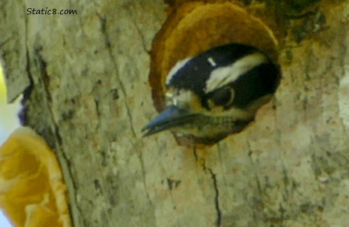 Downy Woodpecker looking out from the nest hole