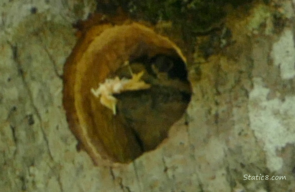 Downy Woodpecker looking out from her nest hole with a mouthfull of woodchips!