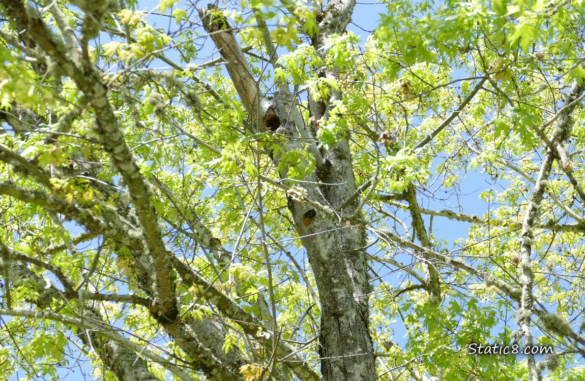 Looking up at a tree