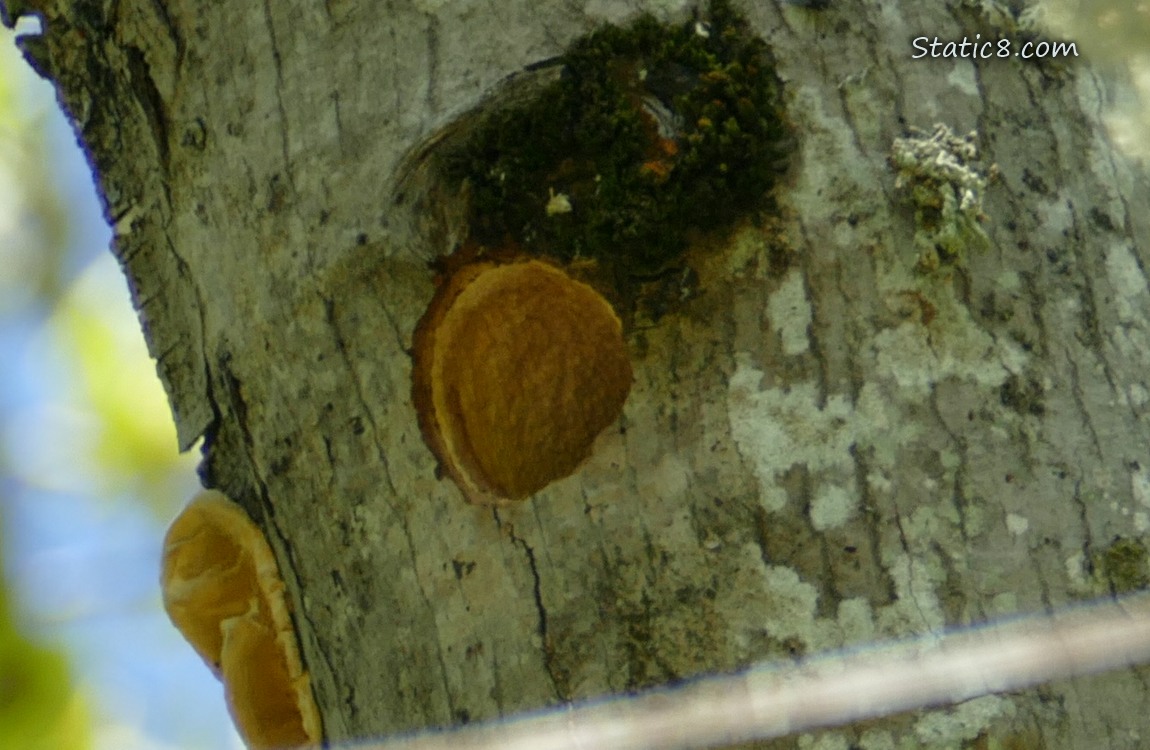 Woodpecker hole in a tree branch