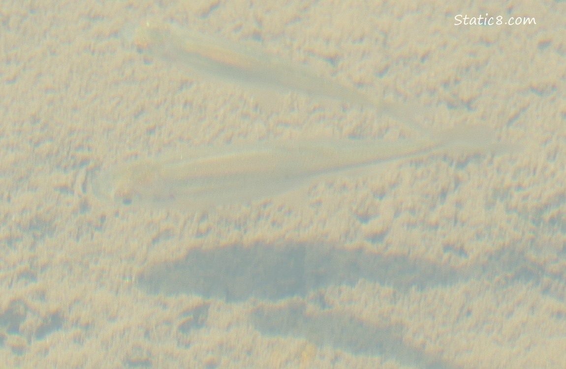 Minnows swimming in water