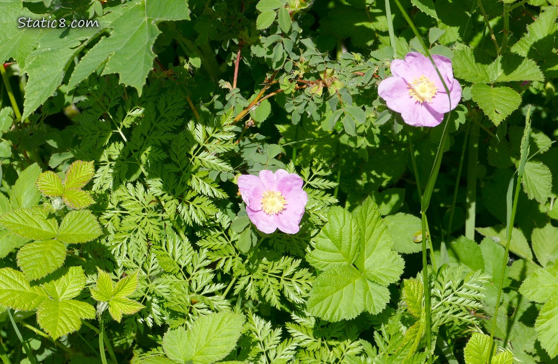 Pink native rose blooms in the weeds