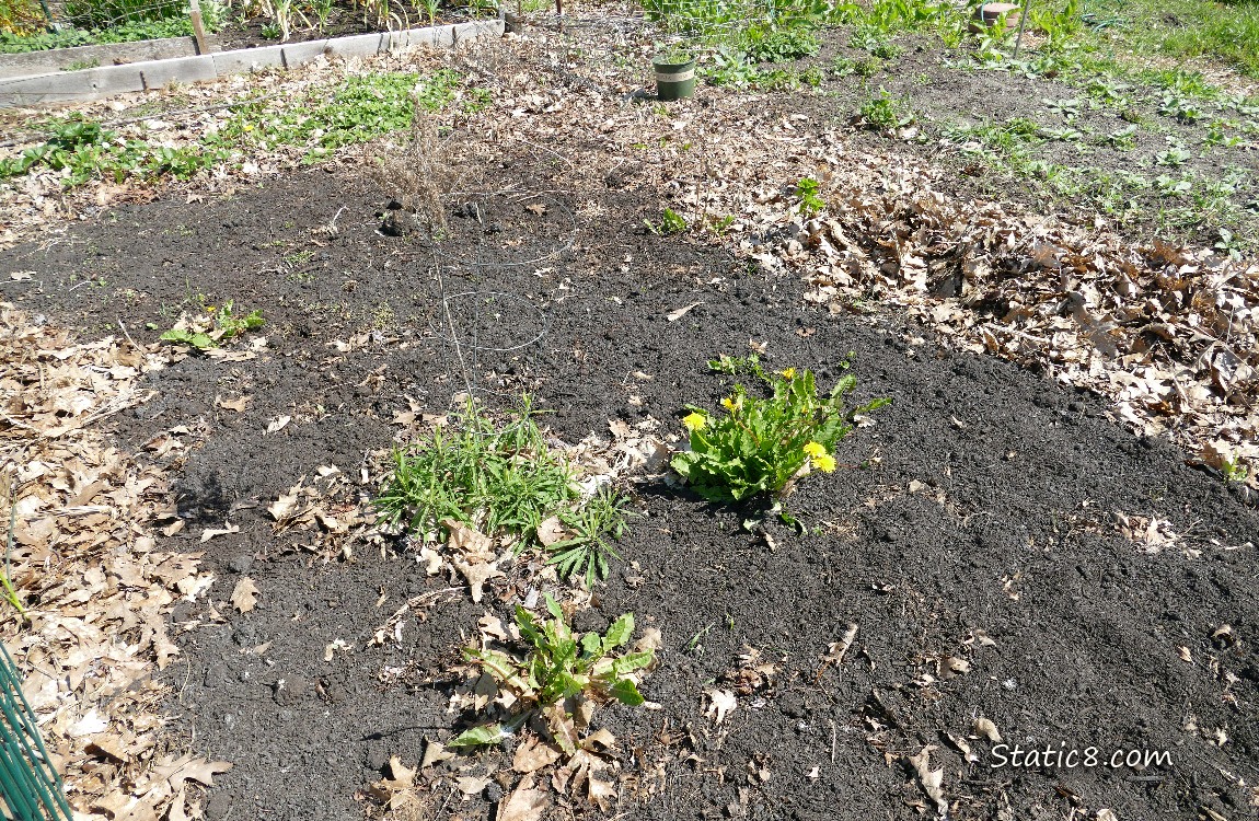 garden plot