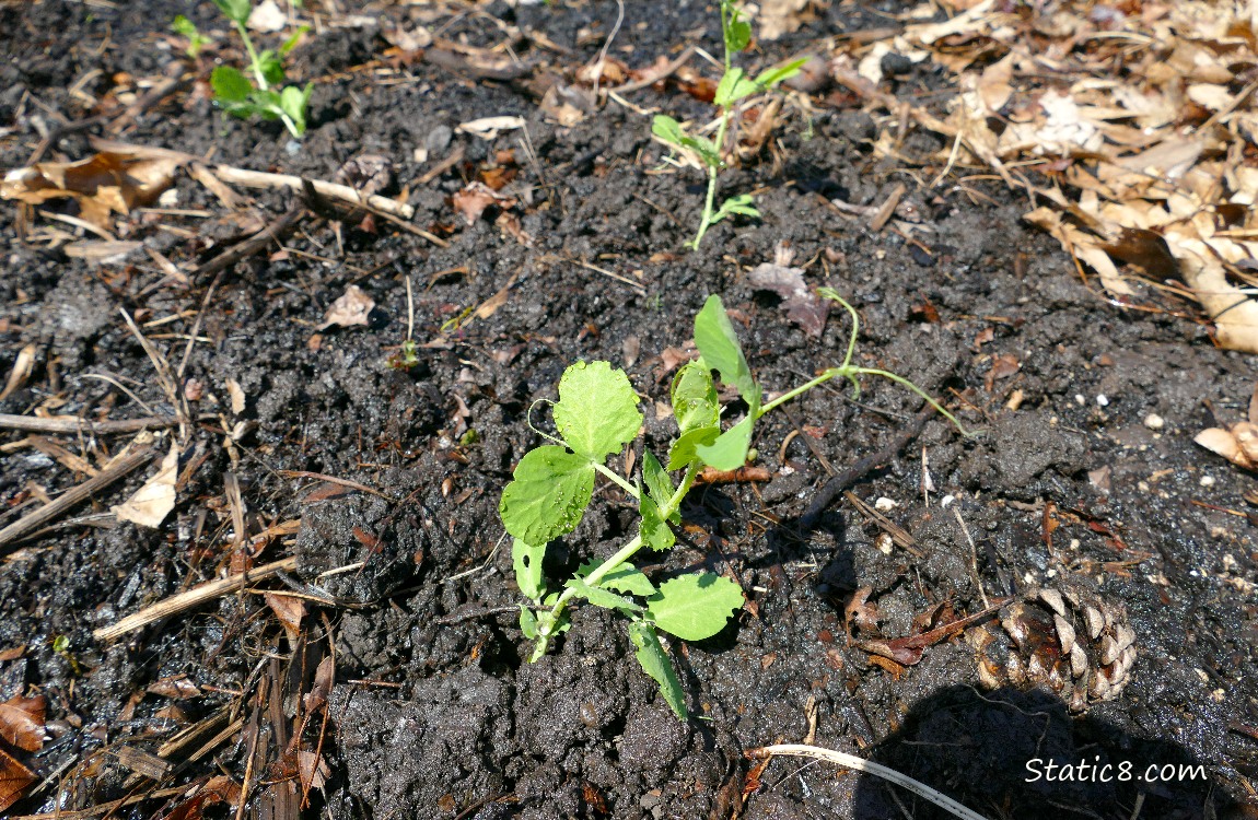 Snap Peas growing in the dirt