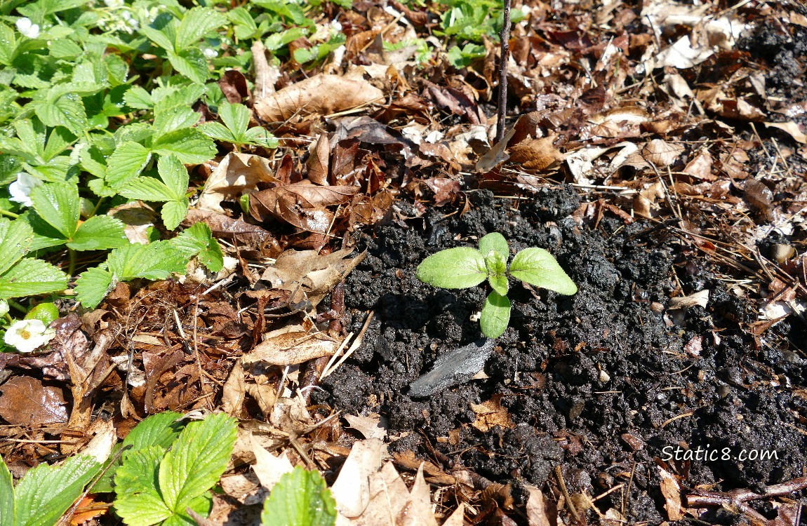 Sunflower seedling growing in front of Strawberry plants