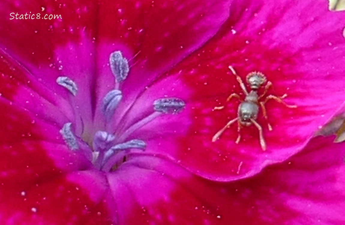 Ant walking on a Garden Pink bloom
