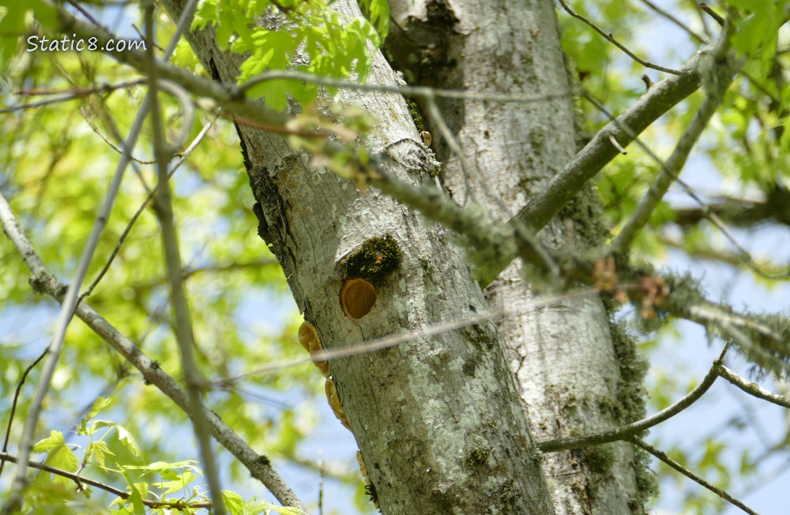 Woodpecker hole in the trunk of a tree
