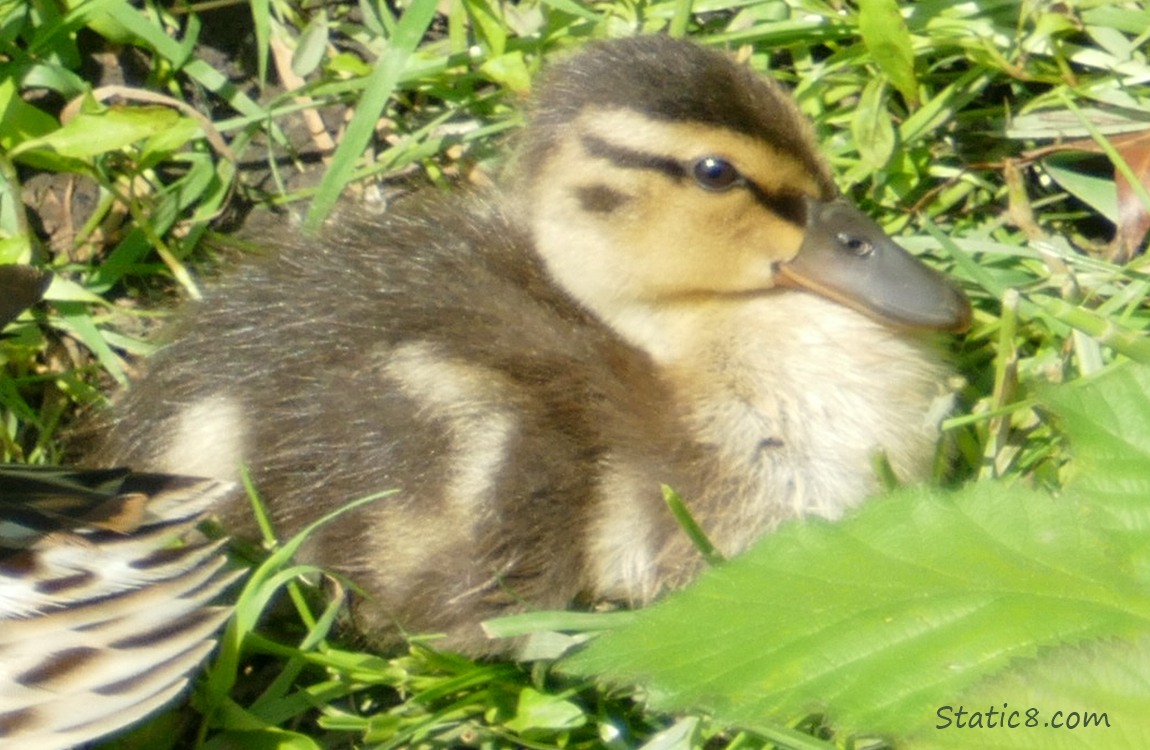 Duckling sitting in the grass