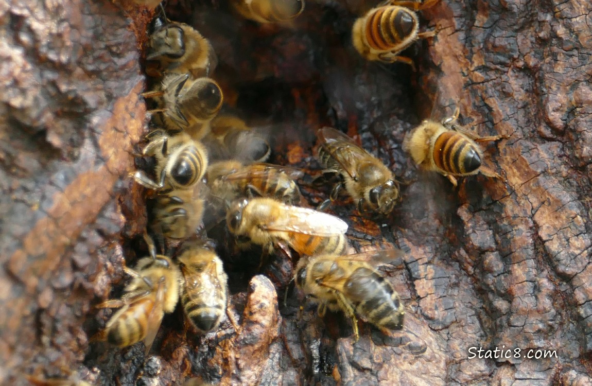 Honey Bees going in and out of a nest in a tree trunk