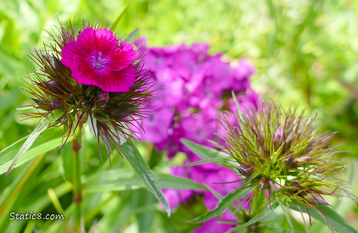 Garden Pink blooms in the grass