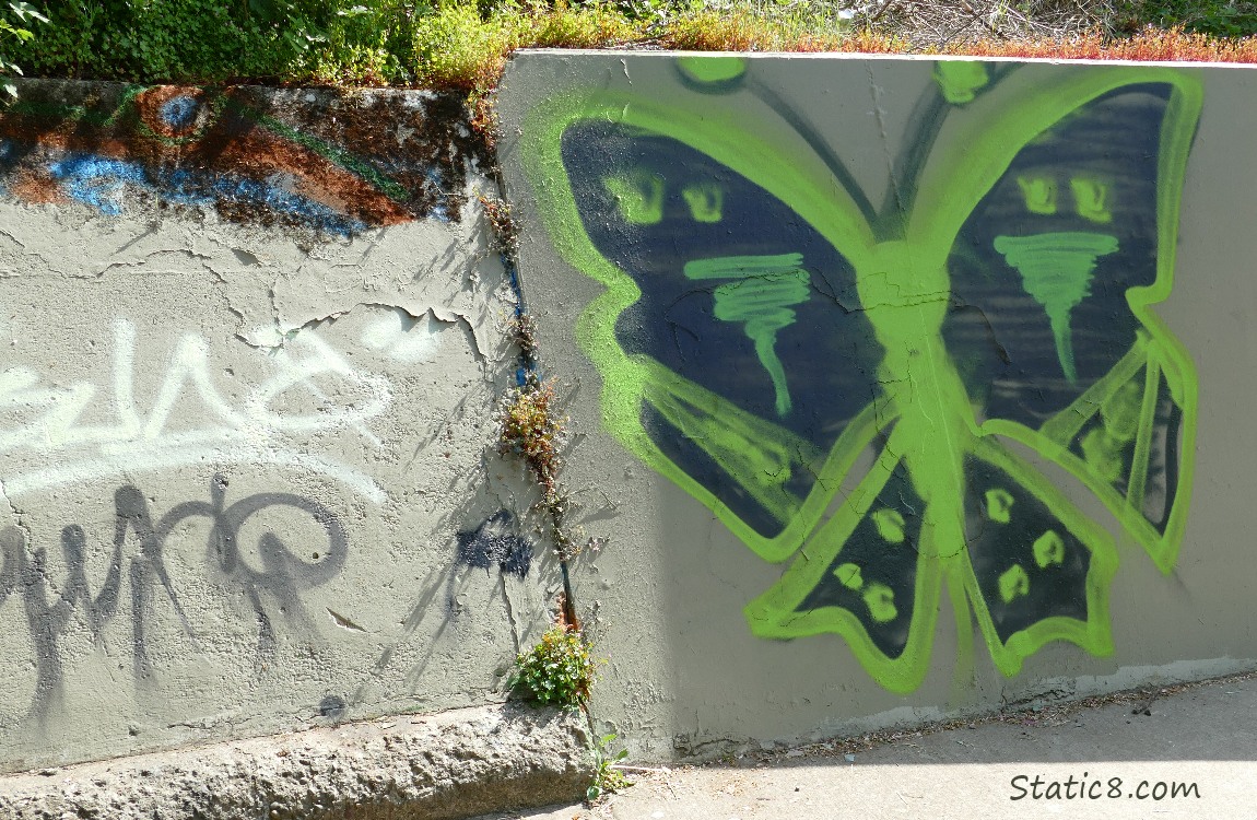 Butterfly Graffiti on a low wall