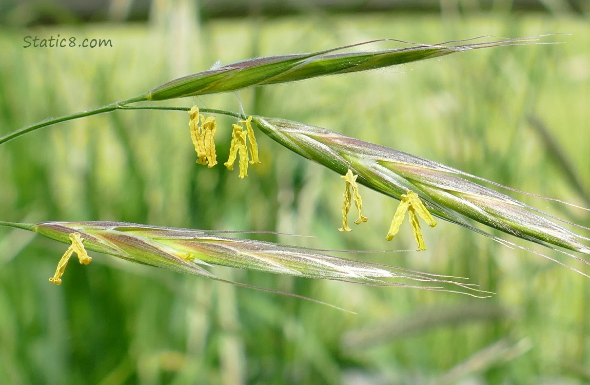 Pollen thingees hanging from grass