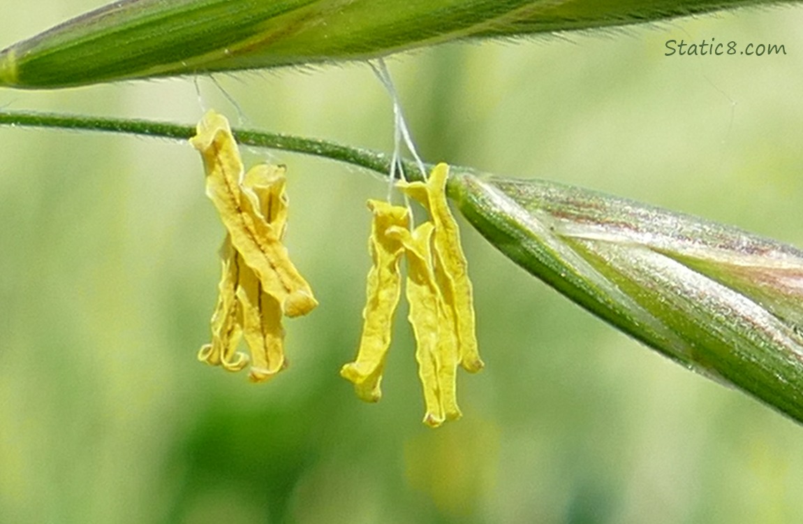 Grass Pollen thingees