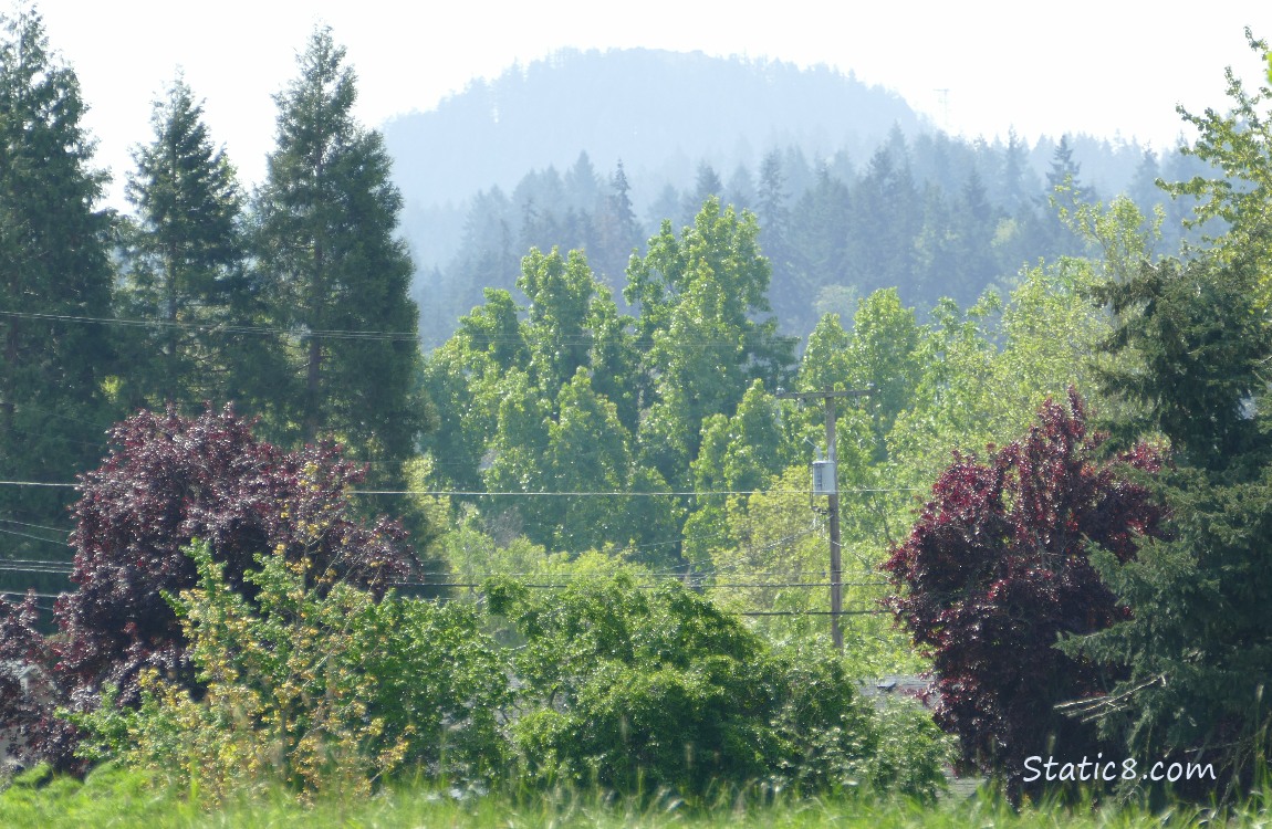Trees on the hill in the distance