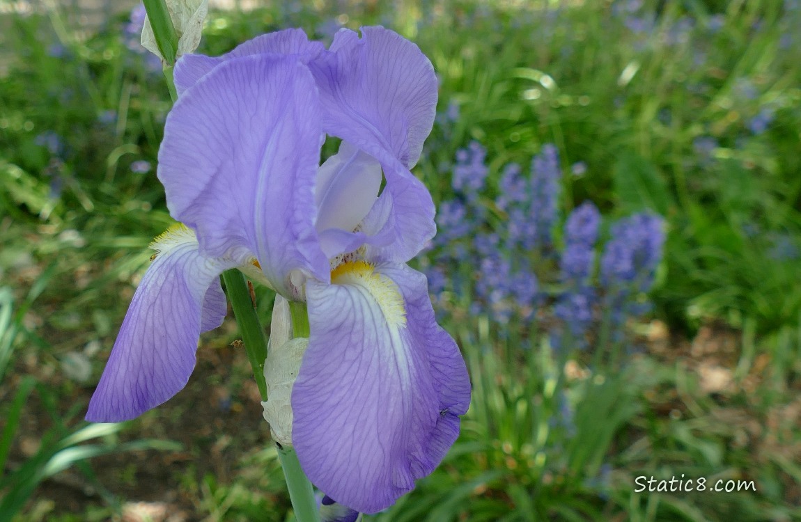 Lavender Iris bloom
