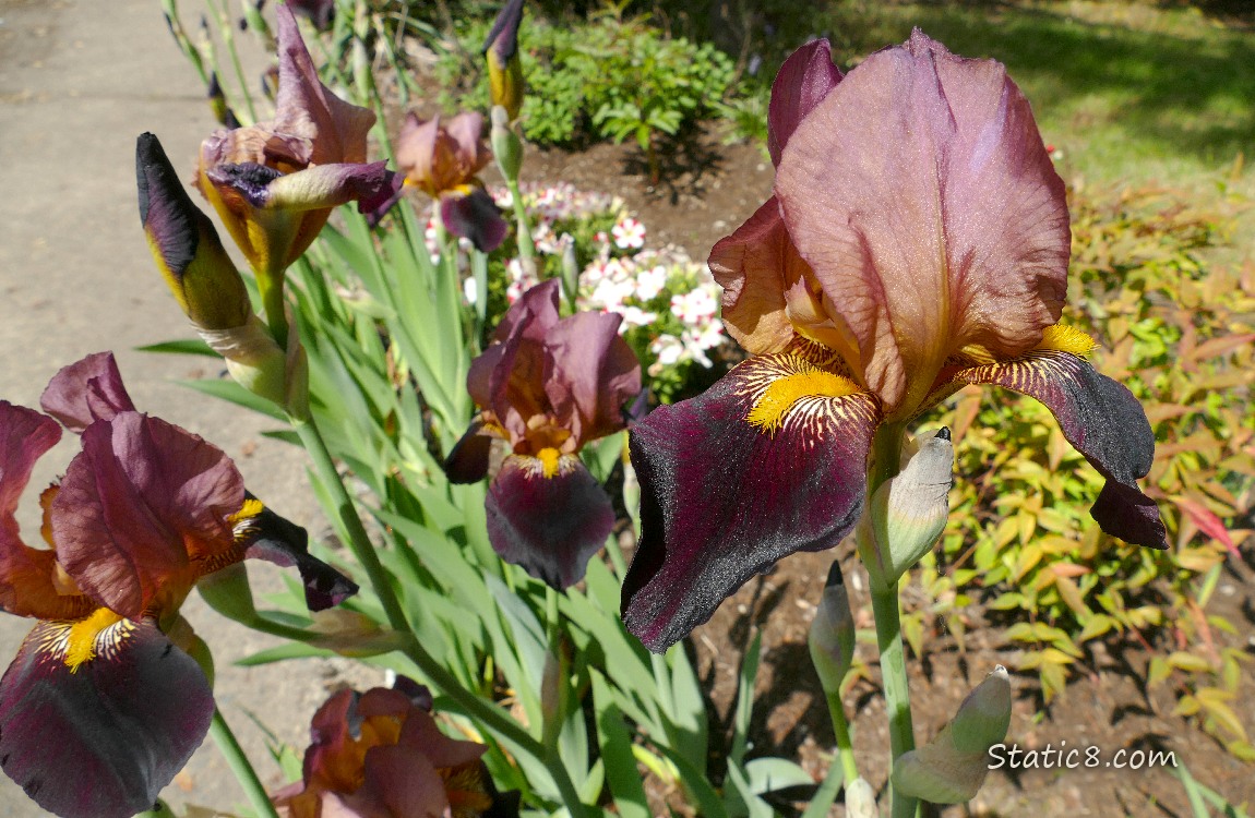 Mauve Iris blooms next to the sidewalk