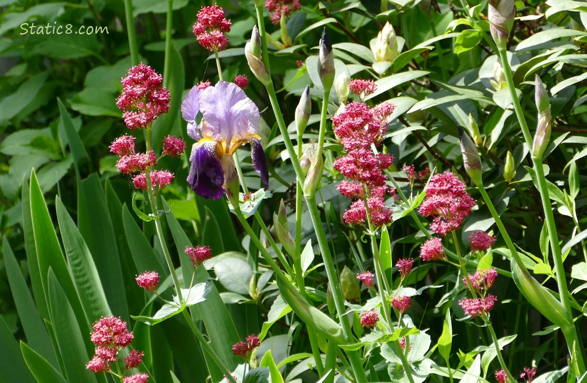 Purple Iris bloom with pink flowers