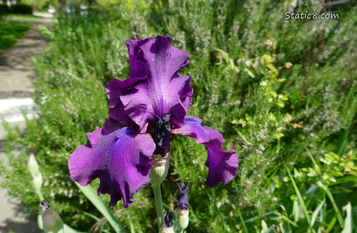 Purple Iris bloom next to the sidewalk