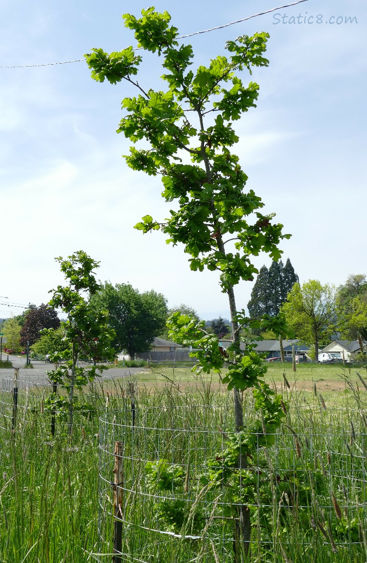 Oak tree saplings