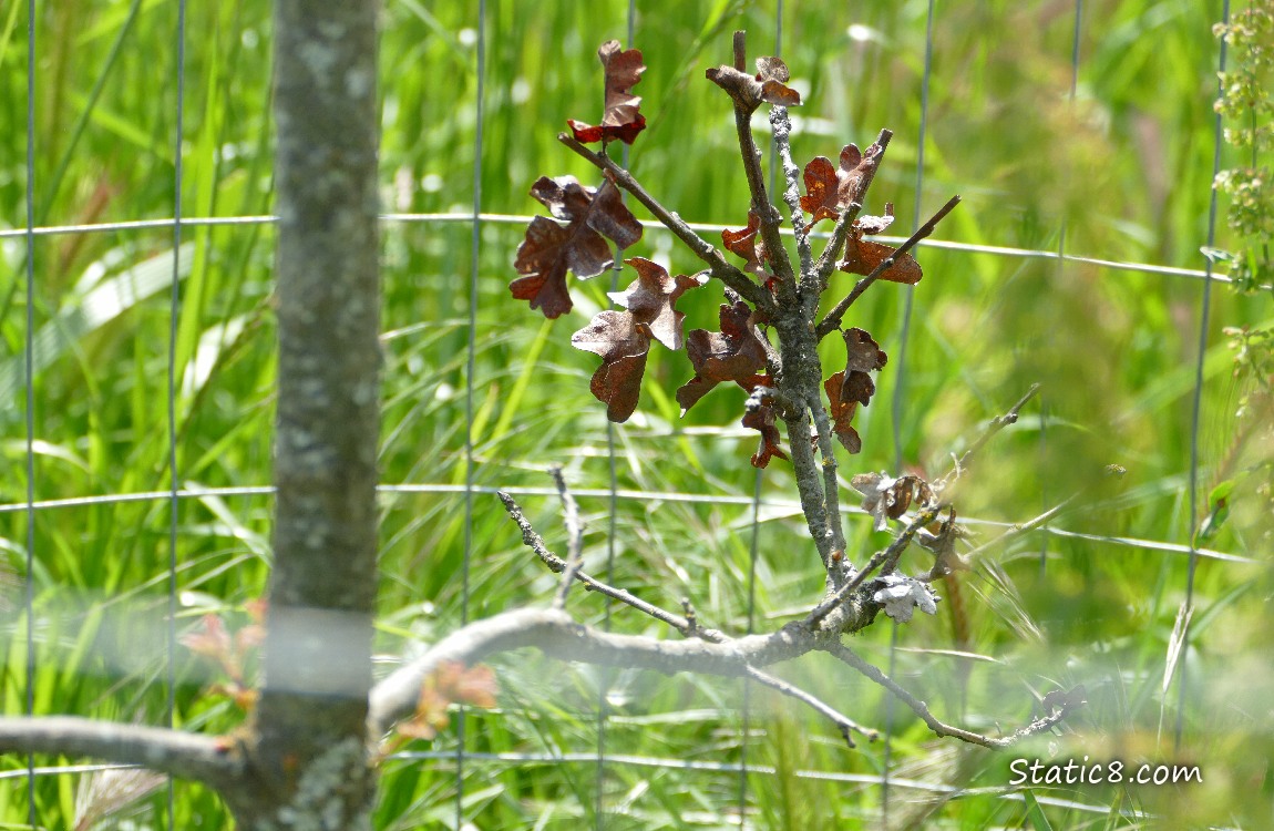 Dead Oak leaves on a twig