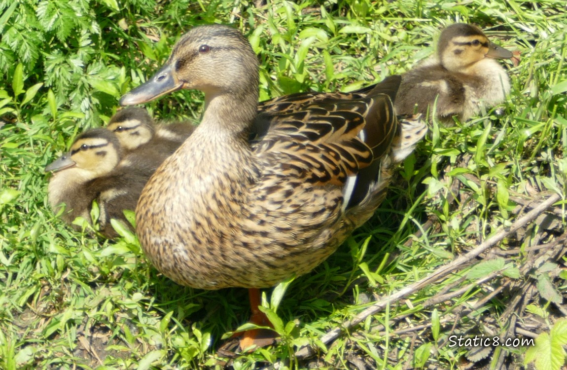 Mama Mallard with three ducklings sitting in the grass