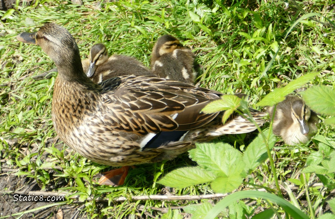 Looking down at Mama Mallard with three ducklings sitting in the grass