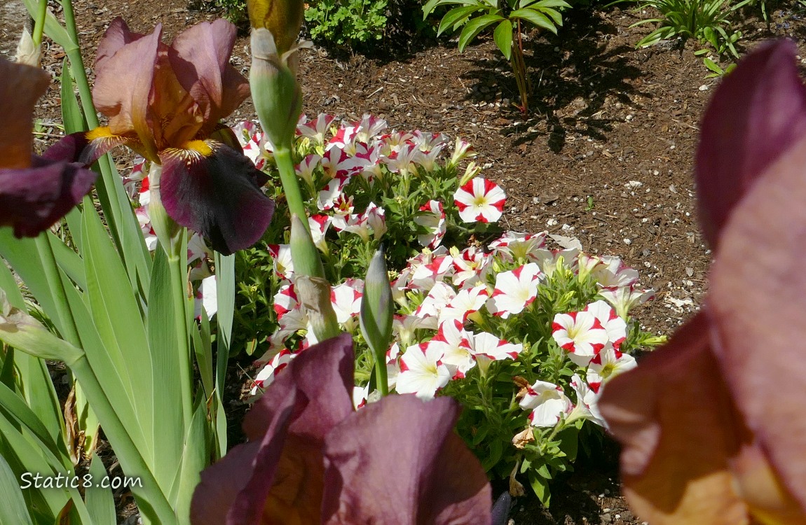 Bicolour red and white Petunia blooms