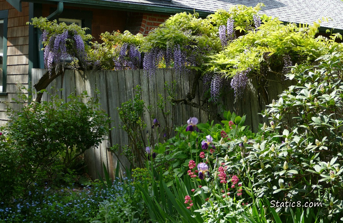 Wisteria blooms over a wood fence with Irises and other flowers blooming