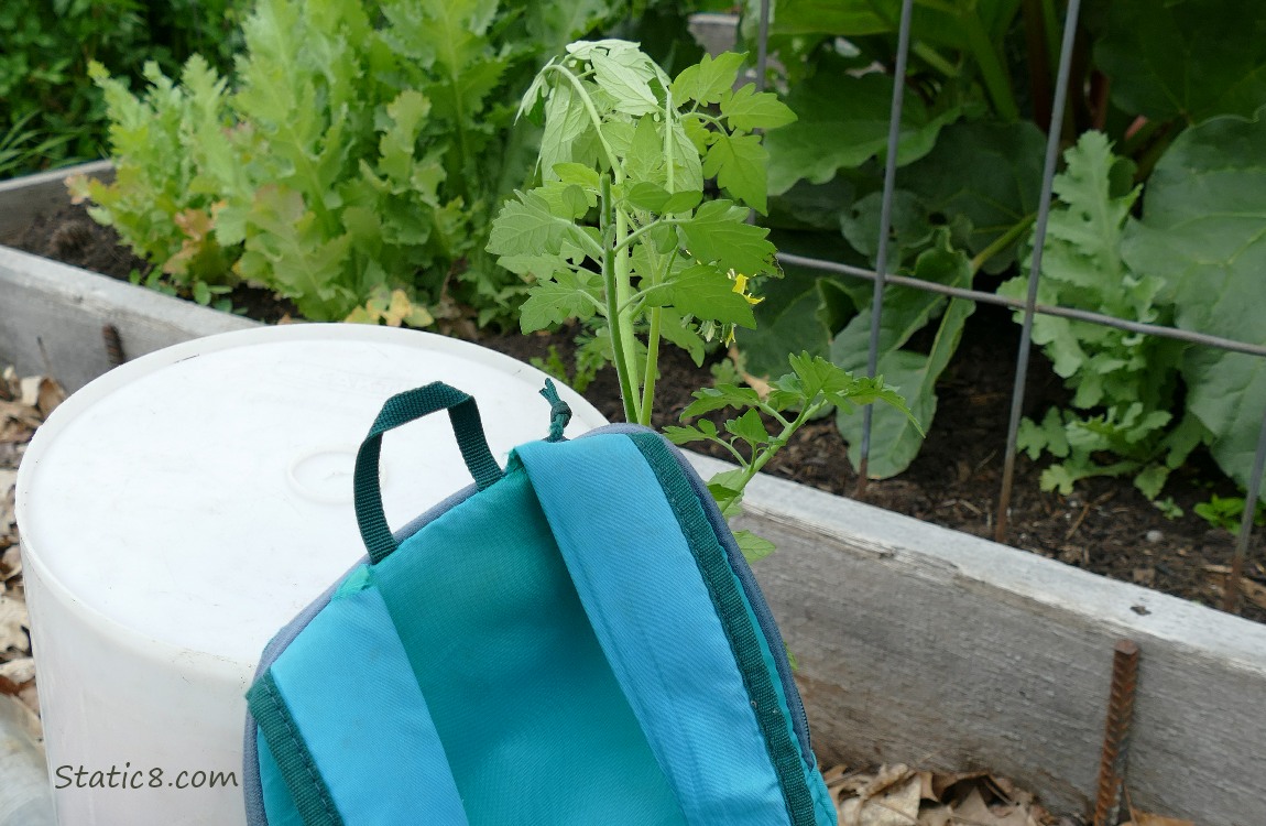 Tomato plant sticking out of a blue backpack