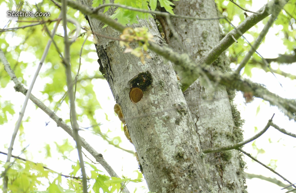 Woodpecker hole in a tree trunk