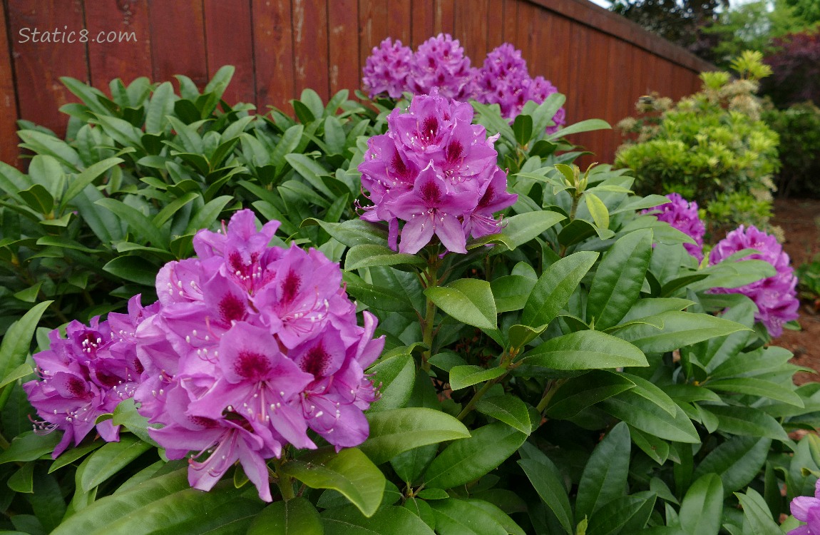 Purple Rhododendrons blooming on a bush in front of a wood fence