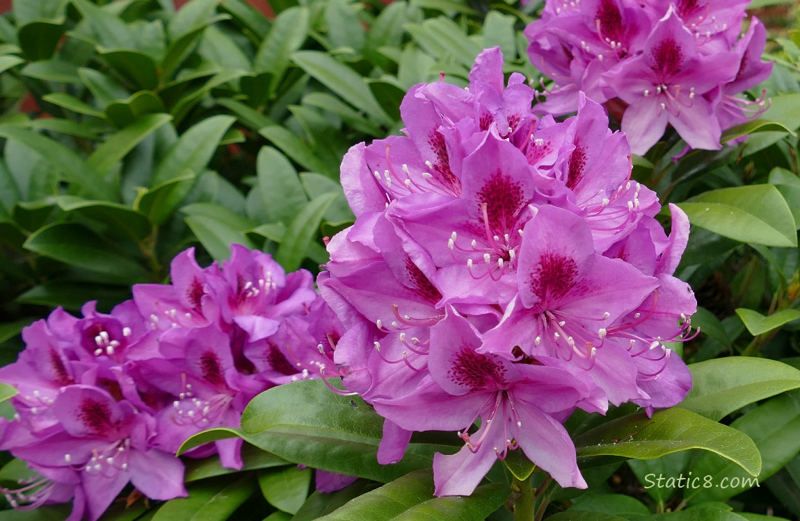 Purple Rhododendrons blooming on a bush in front of a wood fence
