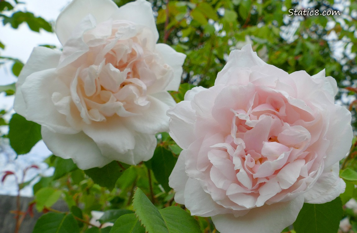 Delicate pink Rose blooms