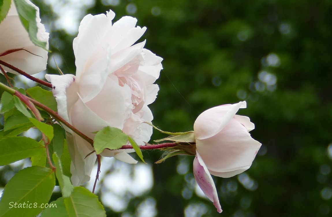 Delicate pink roses