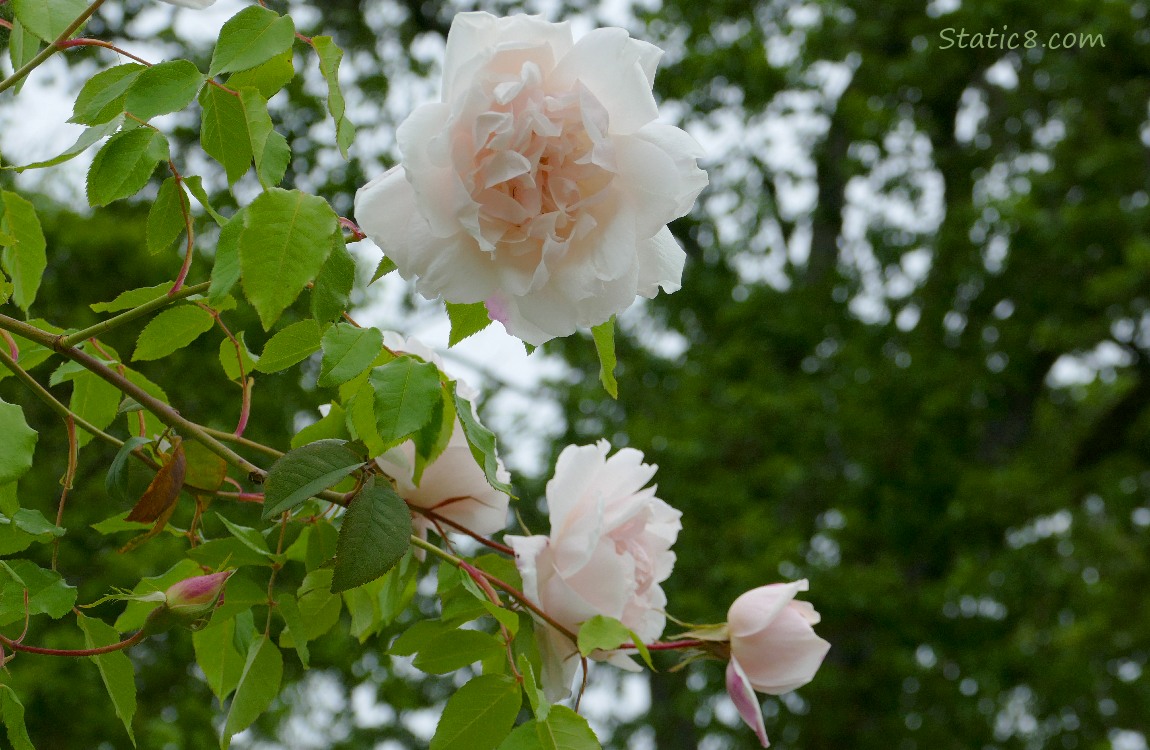 Delicate pink rose blooms and rose leaves in front of dark trees
