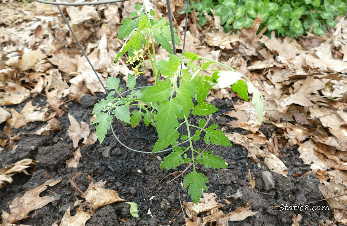 Tomato seedling growing in the dirt