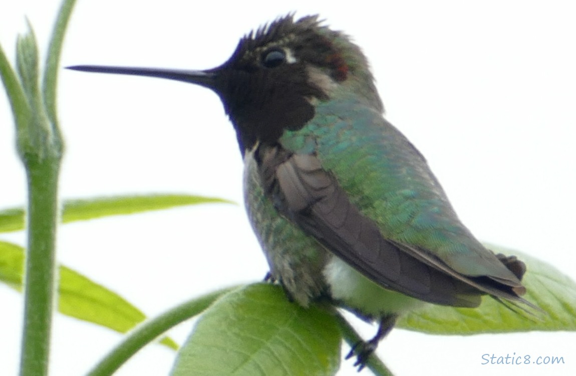 Anna Hummingbird perched on a green twig with leaves