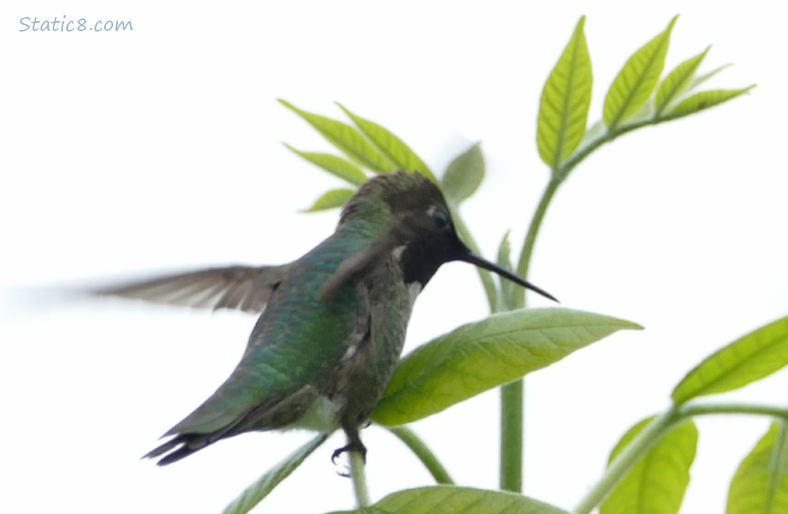Anna Hummingbird fluttering his wings at his perch
