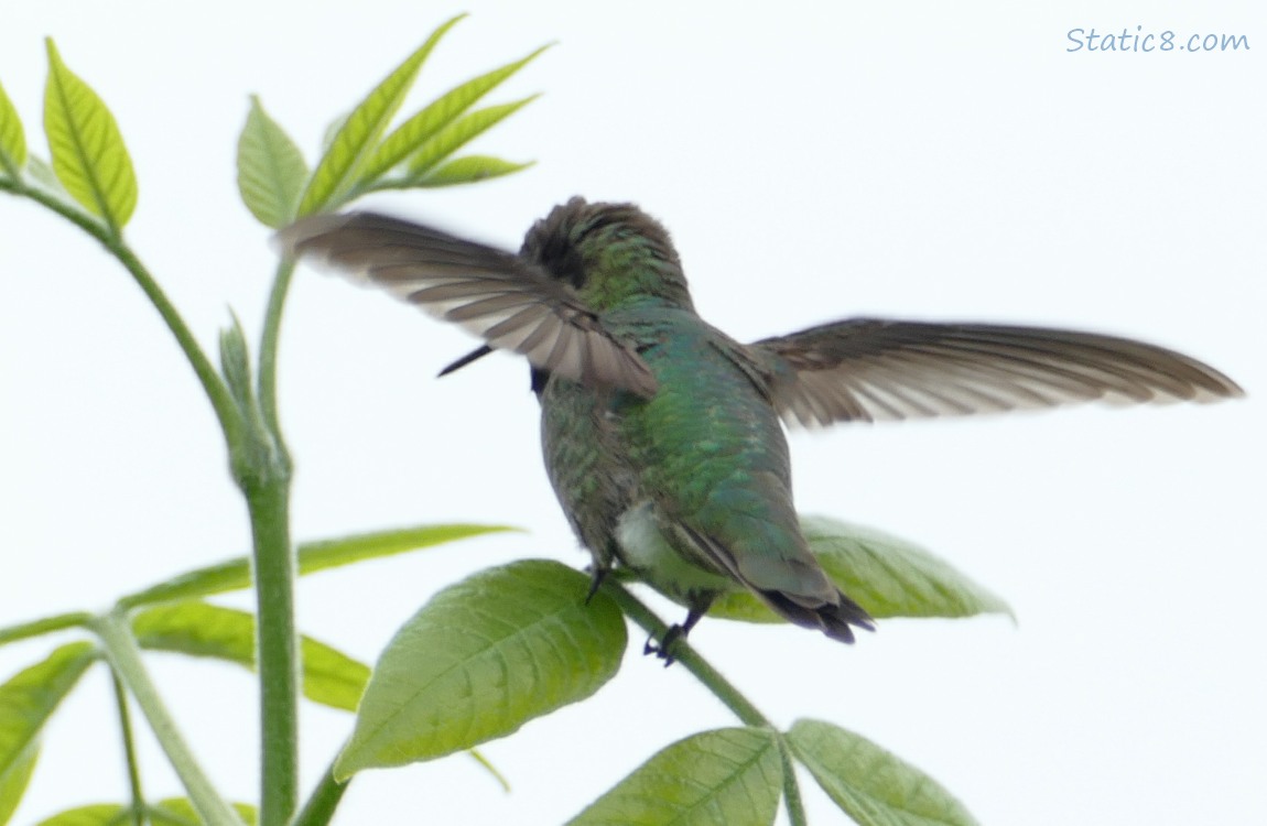 Anna Hummingbird fluttering his wings at his perch