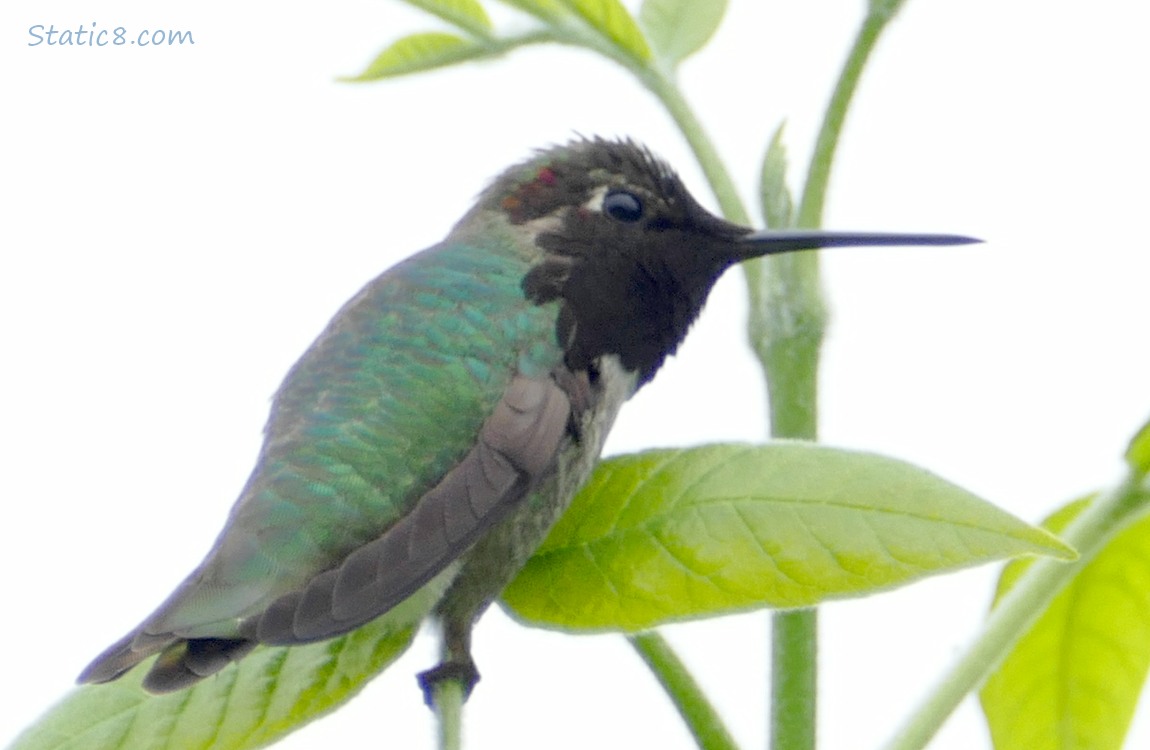 Anna Hummingbird standing on a green twig