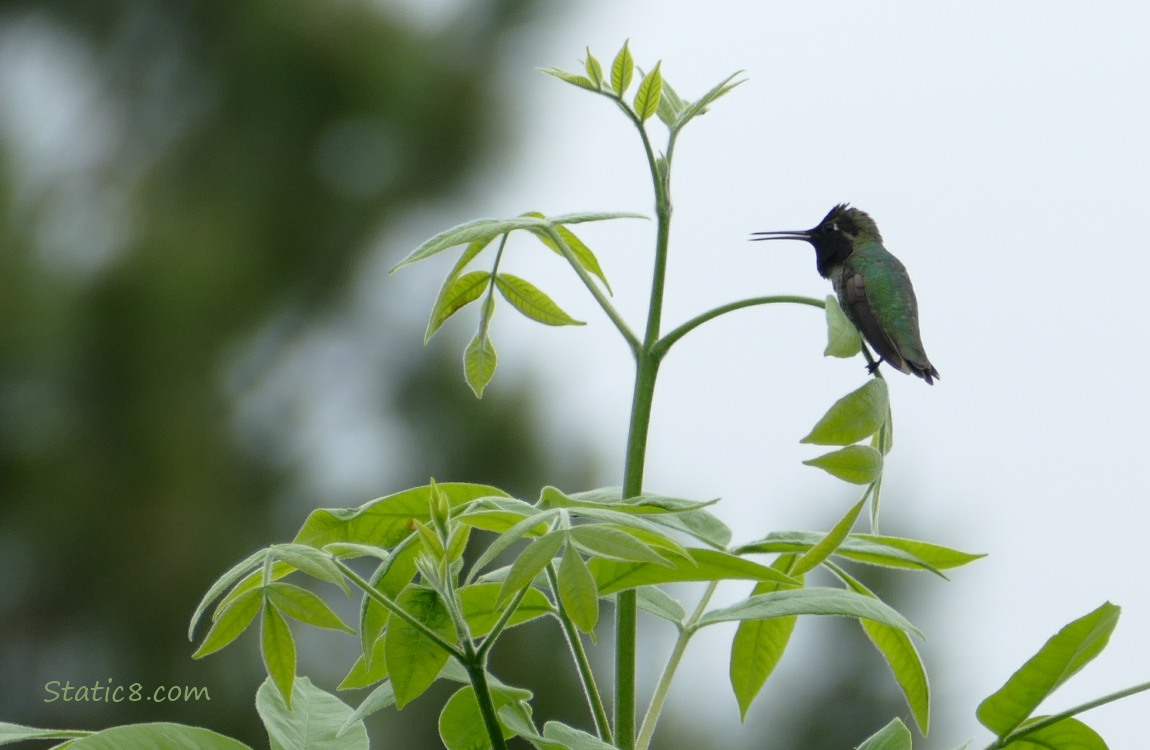 Anna Hummingbird singing from a new twig with leaves