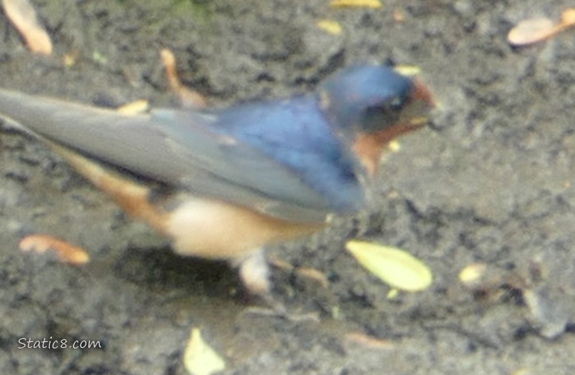 Barn Swallow standing on the mud, with a ball of mud in her beak