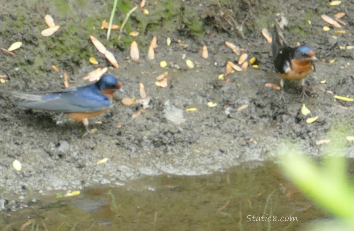 Two Barn Swallows standing in the mud of the creek bank