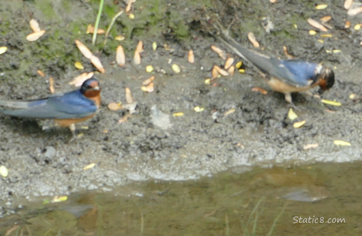 Two Barn Swallows  standing in the mud of the creek bank