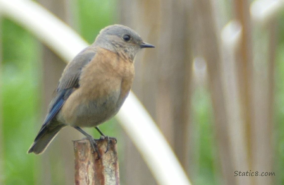 Bluebird standing on a metal post