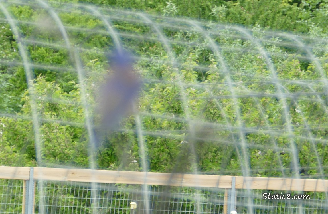 Blue coloured blur in front of trees past the fence