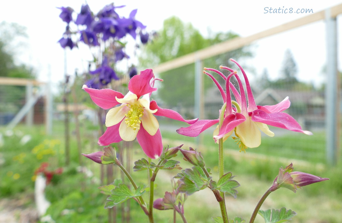 Bicolour pink and yellow Columbine blooms