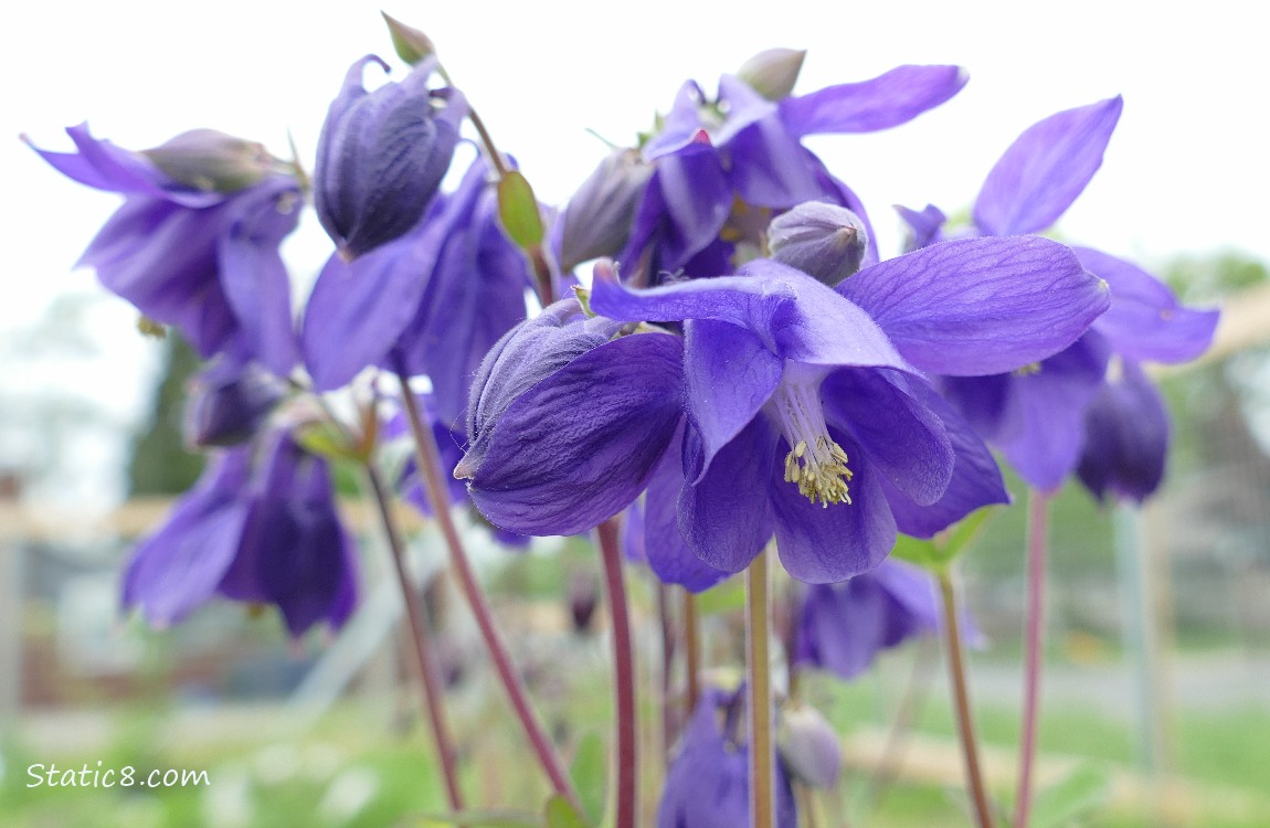 Purple Columbine blooms