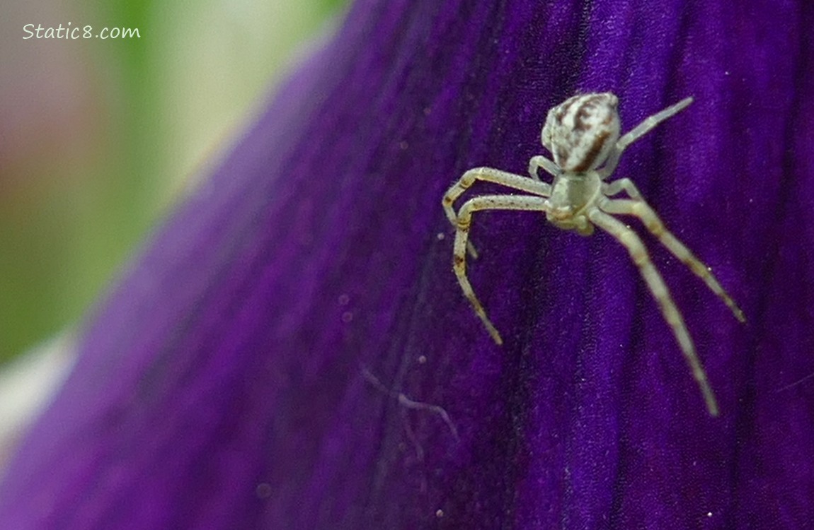 Crab Spider standing on a purple petal of the iris