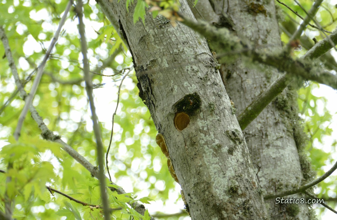 Woodpecker hole in a tree trunk